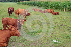cows on a field in westphalia
