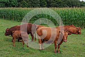 cows on a field in westphalia