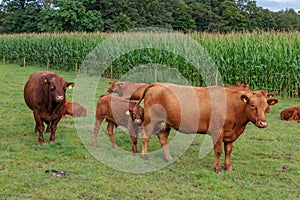 cows on a field in westphalia
