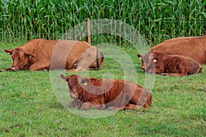cows on a field in westphalia