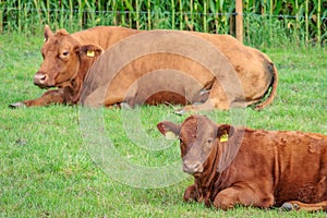 cows on a field in westphalia