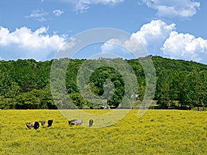 Cows in a Field of Wildflowers