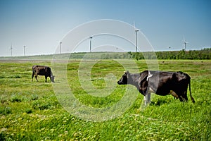 Cows on the field with wind turbines