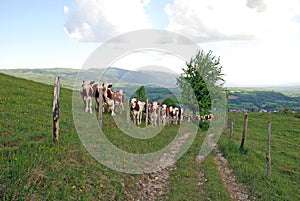 Cows in fields