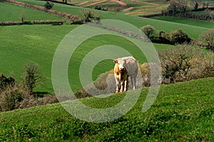 Cows in the fields and meadows of Devon, England, Europe.