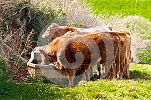 Cows in the fields and meadows of Devon, England, Europe.