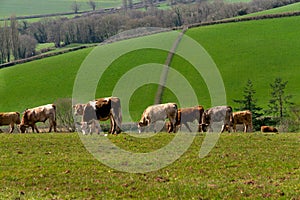 Cows in the fields and meadows of Devon, England, Europe.