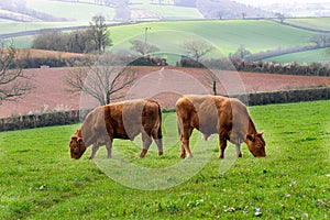 Cows in the fields and meadows of Devon, England, Europe.