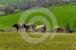 Cows in the fields and meadows of Devon, England, Europe.