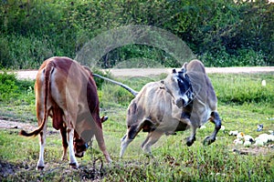 Cows fight