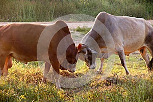 Cows fight