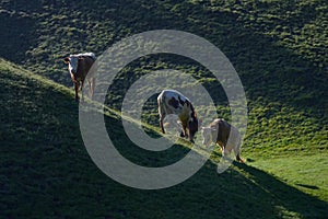 Cows fighting at mountain