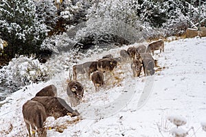Cows in the first snow in Bordes de Envalira, Canillo, Andorra photo