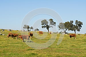 Cows on a flowers field eating grass, in Alentejo, Portugal