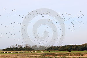 Cows and flying ducks at Ameland Island, Holland photo