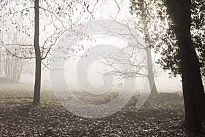 cows, fog over the field, cold morning, late autumn in park