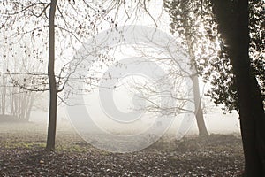 cows, fog over the field, cold morning, late autumn in park