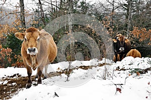 Cows in a forest in winter, Basque Country, Spain