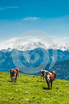 Cows in the french mountain
