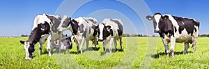 Cows in a fresh grassy field on a clear day