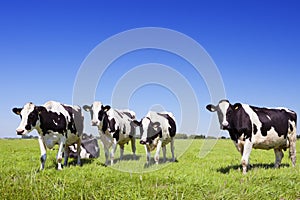 Cows in a fresh grassy field on a clear day