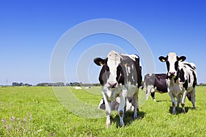 Cows in a fresh grassy field on a clear day