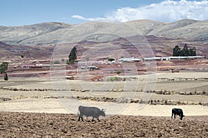Cows on fresh plowed land at the crater of Maragua`s dormant volcano