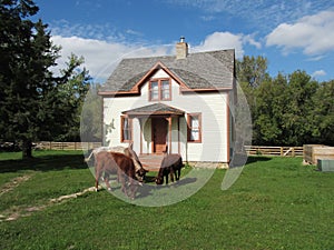 Cows in Front of a House