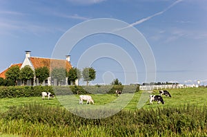 Cows in front of an old house in Groningen