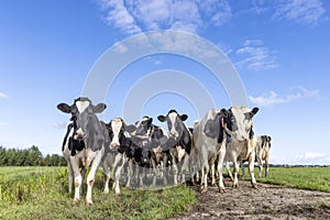 Cows in front row, a black and white herd, group together in a field, happy and joyful in a green field and a blue sky