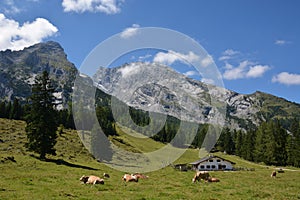 Cows in front of Watzmann mountain