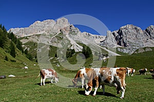 Cows in Fuciade grassland photo