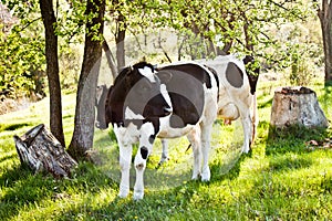 Cows in the garden