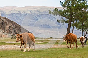 Cows go home themselves without a shepherd. Mongolia, Altai