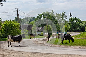 Cows go from the pasture on a summer day