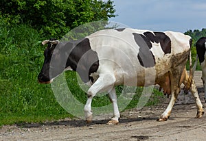 Cows go from the pasture on a summer day