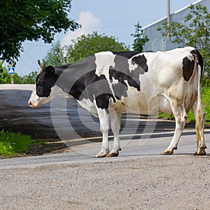 Cows go from the pasture on a summer day