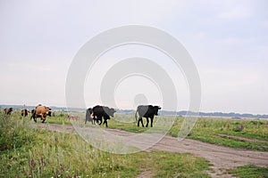 Cows go on the road through field