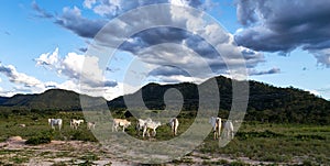 Cows in Goias, Brazil. Beuatiful scene