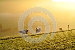 Cattle countryside in morning mist by sunrise