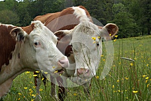 Cows gossiping