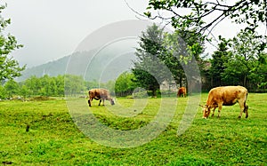 Cows on the grass