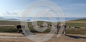 Cows on the grass field at Olhon island, Lake Baikal, Russia