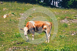 Cows on the Grass of the Meadow of the Big Pasture Plateau Velika Planina in Savinja Alps, Slovenia