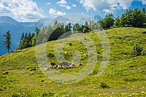 Cows on the Grass of the Meadow of the Big Pasture Plateau Velika Planina in Savinja Alps, Slovenia