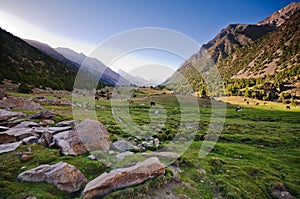 Cows, grass and mountains