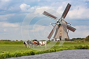 5 cows in a grass pasture in front of a historical Akkersloot windmill in the South-Holland village of Oud Ade photo