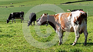 Cows on a grass pasture on a sunny day. Cows on free grazing. Large livestock. Cattle. White and brown cow on green grass field