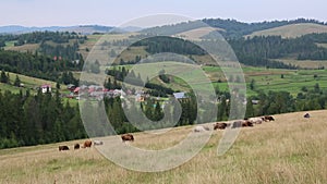 Cows on the grassland in Carpatians, Ukraine