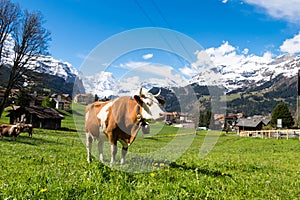 Cows in grassland, Wengen, Switzerland